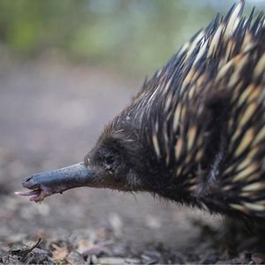 Image post by @animalplanet on Instagram