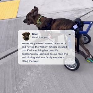 Image post by @walkinpets on Instagram