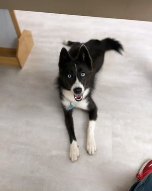 Image post by @tux_the_blue_pomsky on Instagram
