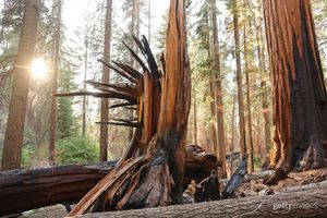 Image post by @gettyimages on Instagram