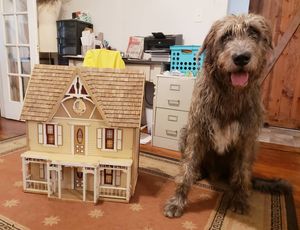 Image post by @thesavannahwolfhound on Instagram