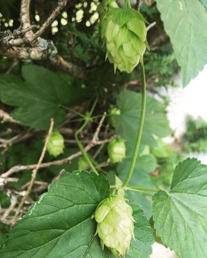Image post by @navigationbrewingco on Instagram