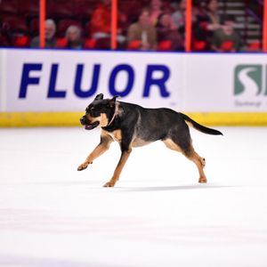Image post by @swamprabbits on Instagram