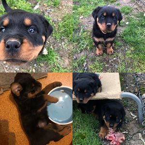 Image post by @bestforpetsmelb on Instagram