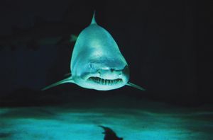 Image post by @discovery on Instagram