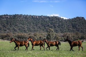 Image post by @australianturfclub on Instagram