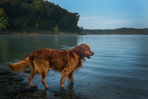 Image post by @triumphpetfood on Instagram