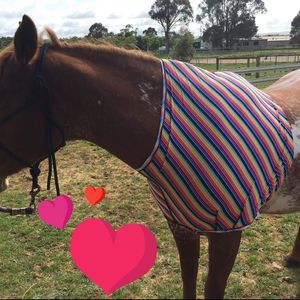Image post by @flynhighhorsewear on Instagram