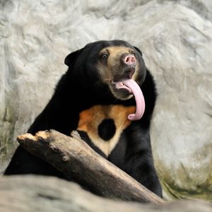 Image post by @animalplanet on Instagram