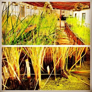 Image post by @lundbergfarms on Instagram