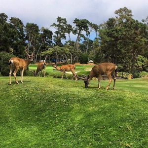 Image post by @pebblebeachresorts on Instagram