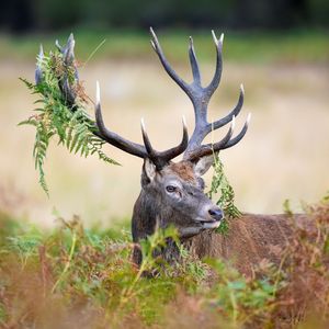 Image post by @animalplanet on Instagram