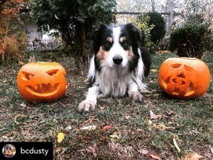 Image post by @yumove_usa on Instagram