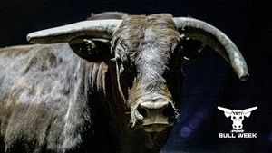 Video post by @pbr on YouTube