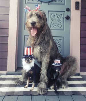 Image post by @thesavannahwolfhound on Instagram