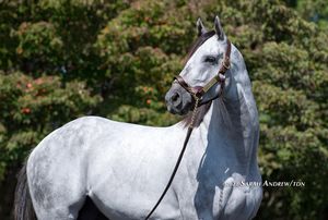 Image post by @thoroughbred_daily_news on Instagram