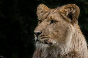 Image post by @lions on Instagram