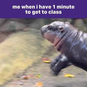 Image post by @texaschristianuniversity on Instagram