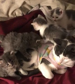 Image post by @kowalskikitties on Instagram