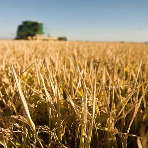 Image post by @lundbergfarms on Instagram