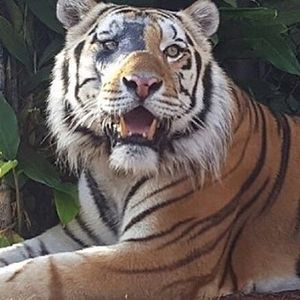 Image post by @lsuvolleyball on Instagram