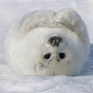 Image post by @animalplanet on Instagram