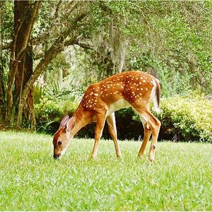Image post by @kiawahresort on Instagram