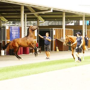 Image post by @australianturfclub on Instagram
