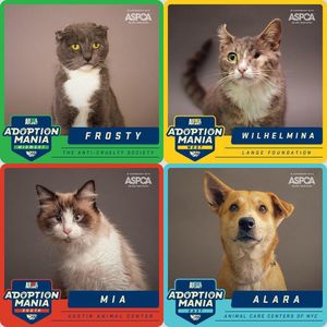 Image post by @animalplanet on Instagram