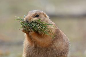 Image post by @NatlParkService on Twitter