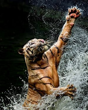 Image post by @discovery on Instagram