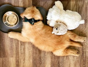 Image post by @pupcorntreats on Instagram