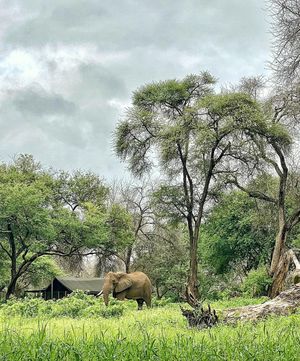 Image post by @chiawasafaris on Instagram