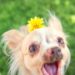 Image post by @animalplanet on Instagram