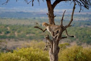 Image post by @animalplanet on Instagram
