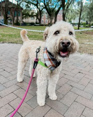 Image post by @collegeofcharleston on Instagram