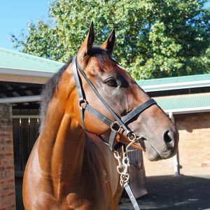 Image post by @australianturfclub on Instagram