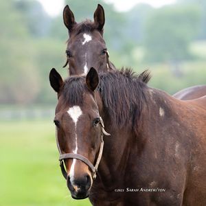 Image post by @thoroughbred_daily_news on Instagram