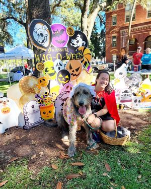 Image post by @thesavannahwolfhound on Instagram