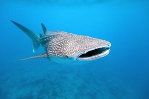 Image post by @discovery on Instagram