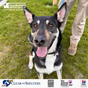 Image post by @spokhumanesoc on Instagram