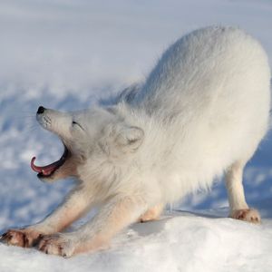Image post by @animalplanet on Instagram