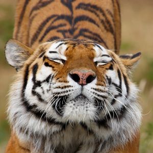 Image post by @animalplanet on Instagram