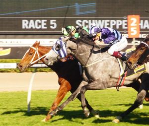 Image post by @australianturfclub on Instagram