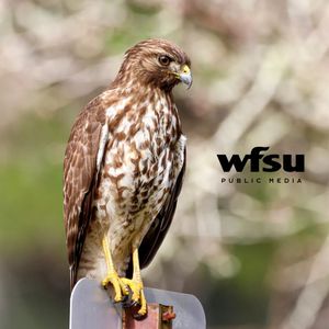 Image post by @wfsupublicmedia on Instagram