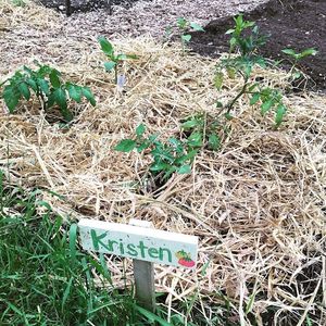 Image post by @kidsgardening on Instagram