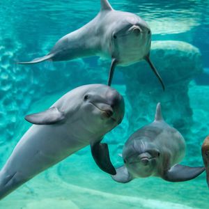 Image post by @discovery on Instagram