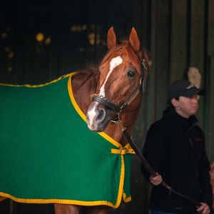 Image post by @thebloodhorse on Instagram