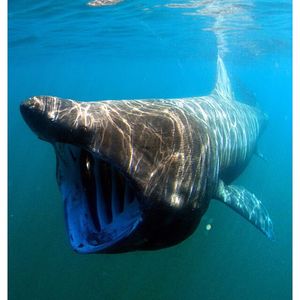 Image post by @discovery on Instagram