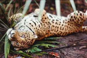 Image post by @discovery on Instagram